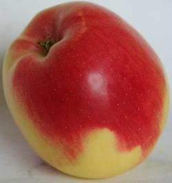 Apple - Ambrosia