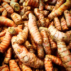 Turmeric Root - FRESH