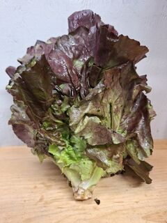 Red Leaf Lettuce Vernon side thumbnail