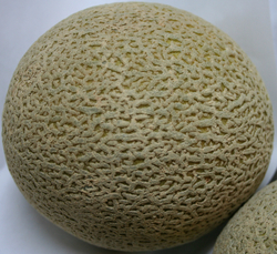 Melons_Cateloupe-2 thumbnail