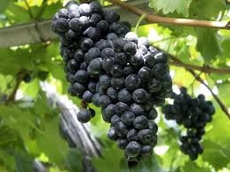 Grape Black thumbnail