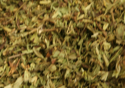 Stevia Herb thumbnail