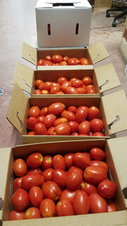Tomato Roma bushel thumbnail