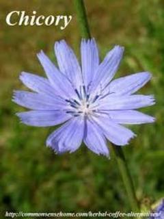 Chicory plant thumbnail