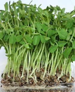 Pea Shoots-3 thumbnail