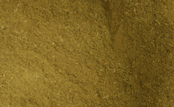 Thyme Leaf Gound thumbnail